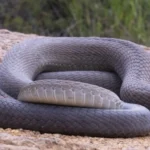 Black mamba