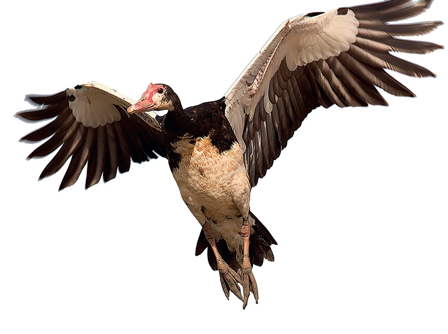 spur-winged goose