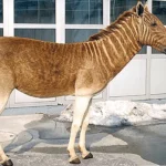 Equus quagga quagga