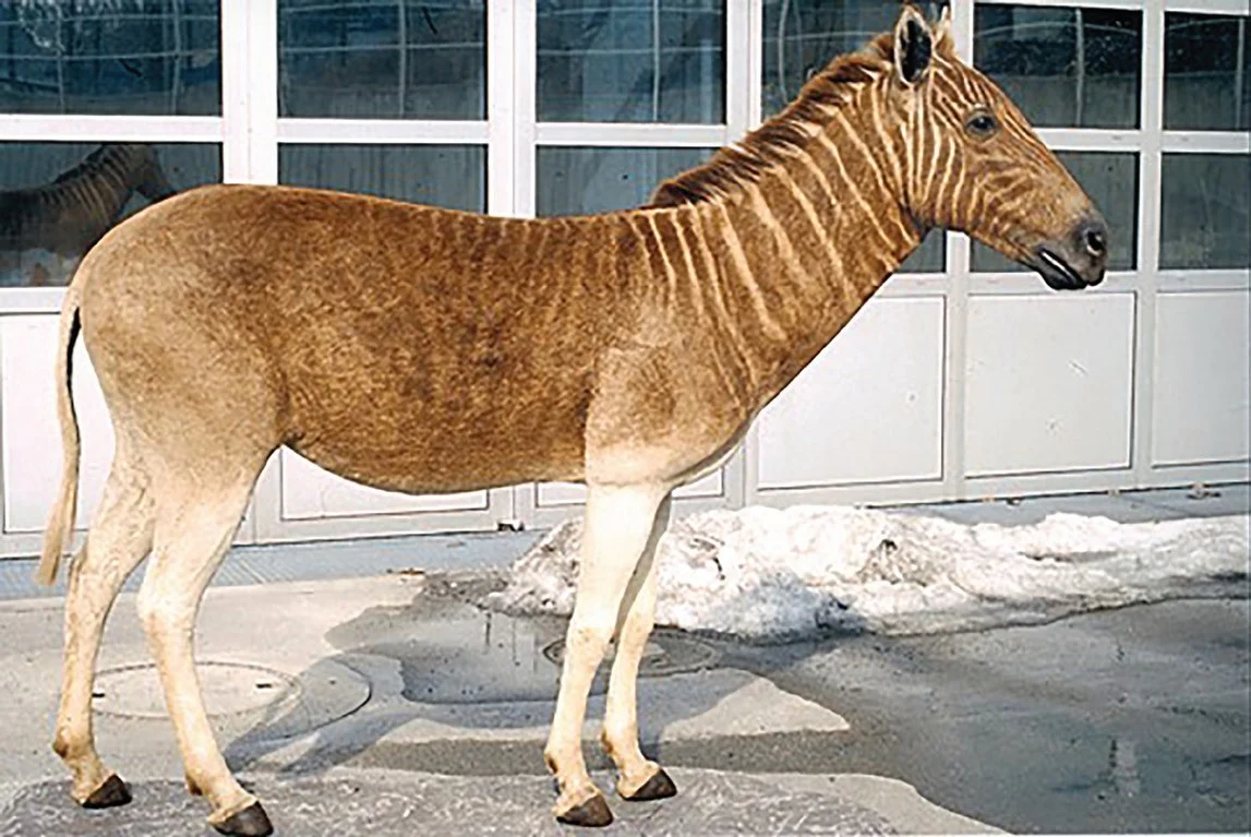 Equus quagga quagga