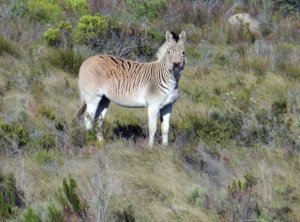 Zebra